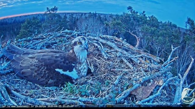P4250593 - 25.4.2020. начало съёмки 21:20ч. Zivjērglis/Рыбный орёл, - окончание предыдущего видео смотреть онлайн
