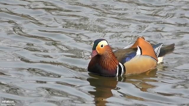 Утки - Мандаринки, Mandarin Duck, Владивосток.