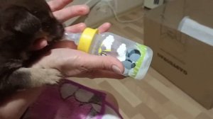 кормление месячного лабрадора