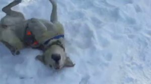 собака купается в снегу