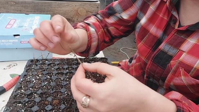 Начала черенковать жимолость смотреть онлайн