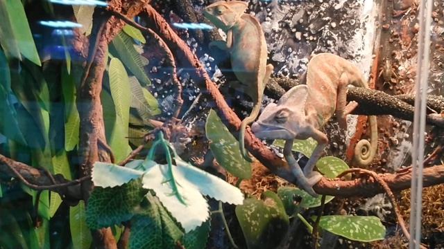 Йеменский хамелеон на охоте смотреть онлайн