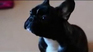 Французский бульдог кушает / French bulldog eating