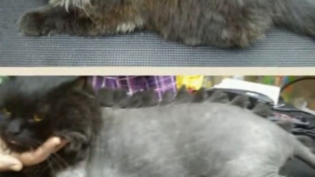 Домашний питомец (выпуск 18) ( Кошачья линька. Модный приГАВор) (РИА Биробиджан) смотреть онлайн