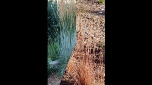 СХИЗАХИРИУМ (SCHIZACHYRIUM) сем. Злаки