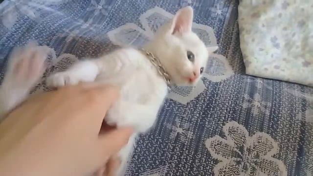 Мой кот съел цепочку!!! И застрял в скотче смотреть онлайн