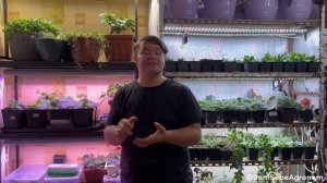 ФИТОЛАМПЫ - результаты тестирования.