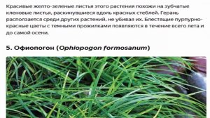Сухая тень что туда посадить