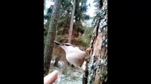 Птица-Поползень, позволила себя погладить