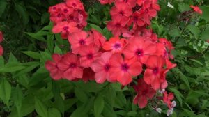 Флокс ИВАН ЗАРЯ - обзор, описание, цветение, отзыв.