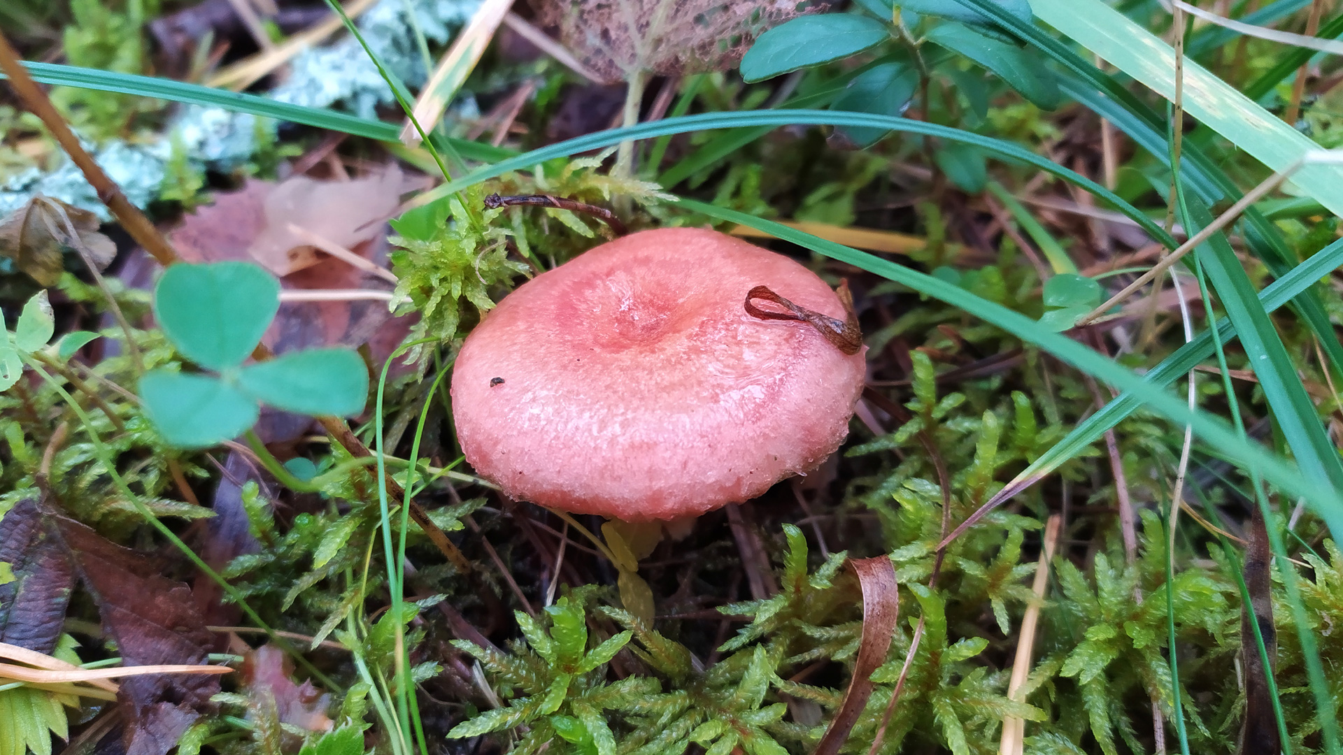 Волнушка розовая (Lactarius torminosus). Как выглядит гриб на месте произрастания.