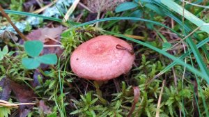 Волнушка розовая (Lactarius torminosus). Как выглядит гриб на месте произрастания.