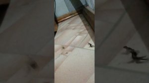 Двухвостка дерётся с пауком