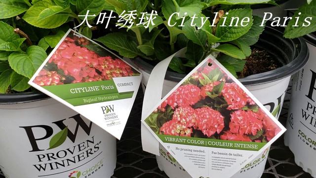 六月中旬 Lowe's garden center花市有许多花卉在打折 смотреть онлайн