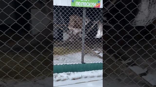 Страусиная ферма или как живут страусы зимой в Башкирии. смотреть онлайн