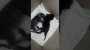 Спасение новорожденных, брошенных котят.