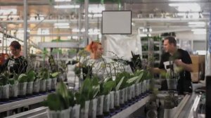 Stigas Ter Laak Orchids