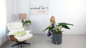 Philodendron Green Congo Plant Potted In Mediterraneo Planter