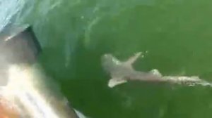 Гигантский морской окунь на рыбалке проглотил акулу за секунду