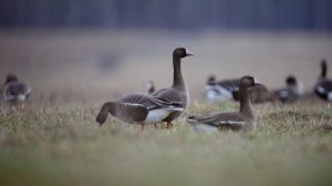 Перелётные гуси