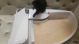 Smart Kitty автоматический туалет для кошек/наша новая игрушка/www.smartkitty.eu