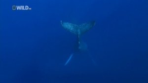 Киты-горбачи: разгадка кода / Humpbacks: Cracking the Code