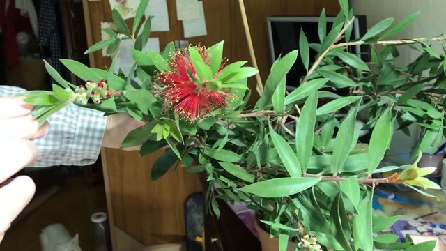 Каллистемон продолжает цвести! смотреть онлайн