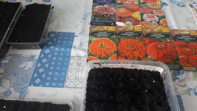 Посев циннии на рассаду.