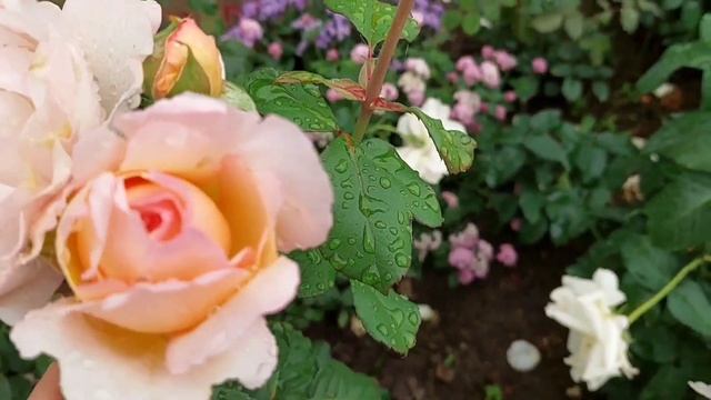 Самая нежная роза от Мейланда!#Princesse_Charlene_de _Monaco смотреть онлайн