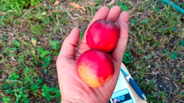 29.07.2021 г. Нектарин "Ванг-8" (Wang-8). смотреть онлайн