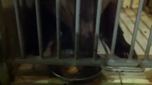 Лев Откусил руку