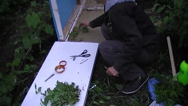 череночник. высадка черенков в мае (жимолости, можжевельника, форзиции)
