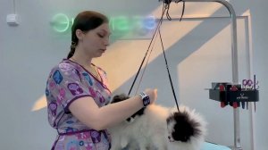 Груминг уход в домашних условиях: как правильно вычесывать шпица