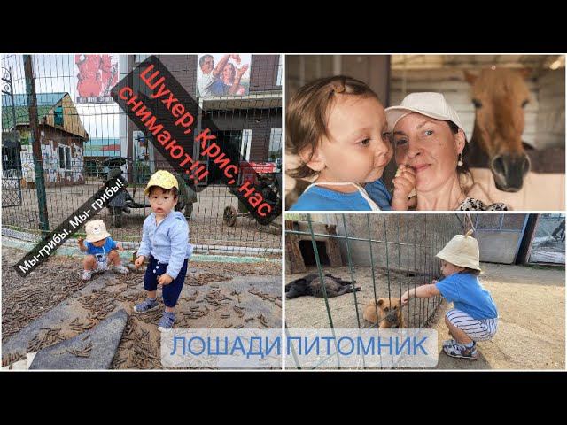 ИППОДРОМ ДЛЯ ДЕТЕЙ ИРКУТСК ПИТОМНИК К9 ЖИВОТНЫЕ В КЛЕТКЕ