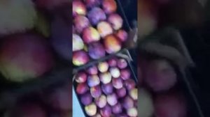 Яблоки Имант.Урожай 2019 г