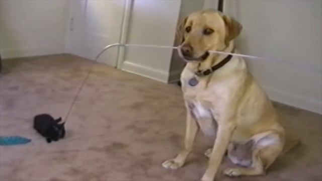 ПРИКОЛЫ С ЖИВОТНЫМИ / Смешные Животные Собаки Кошки Смешные Коты /Приколы с котами Забавные Животны смотреть онлайн