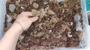 Мусорный грунт для комнатных растений