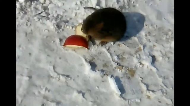 Лемминги