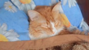 Рыжий кот музыка и слова АННА ПЕТРЯШЕВА