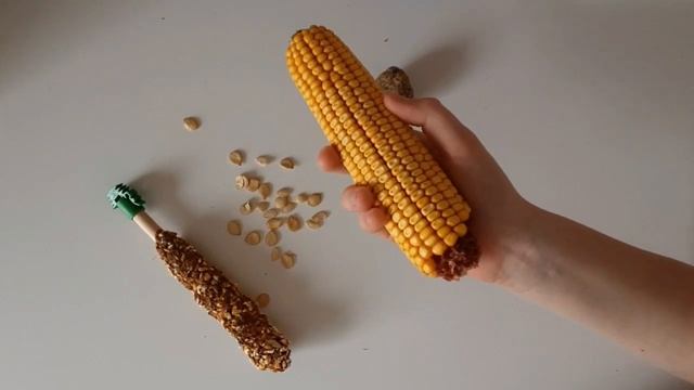ЧЕМ КОРМИТЬ ХОМЯКА? ЛУЧШИЕ ВКУСНЯШКИ И КОРМ ДЛЯ ХОМЫ!