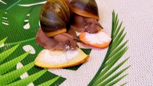 Архахатина Родостома | Всё про этот вид | Как они у меня появились? | Snails for you