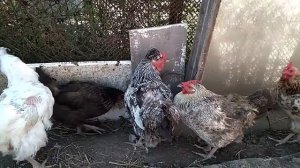 КУРОЧКА чихает и сопит. ЧТО ДЕЛАТЬ?