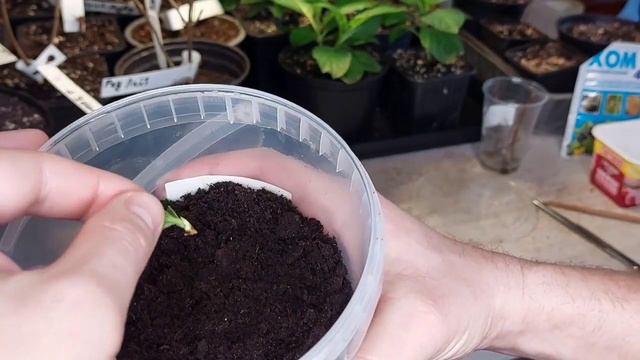 Размножение метельчатой гортензии почкой. Как размножить гортензию? смотреть онлайн