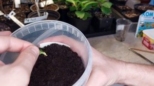 Размножение метельчатой гортензии почкой. Как размножить гортензию?