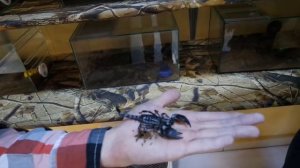 Я ПОЙМАЛ ИМПЕРАТОРСКОГО СКОРПИОНА