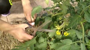 Пасынкование детерминантных томатов