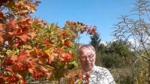 Семядоли Видео 87