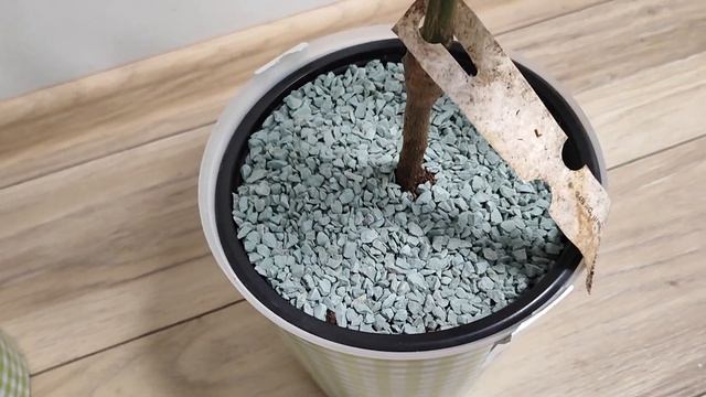 Новички в коллекции. Помело на автополиве.