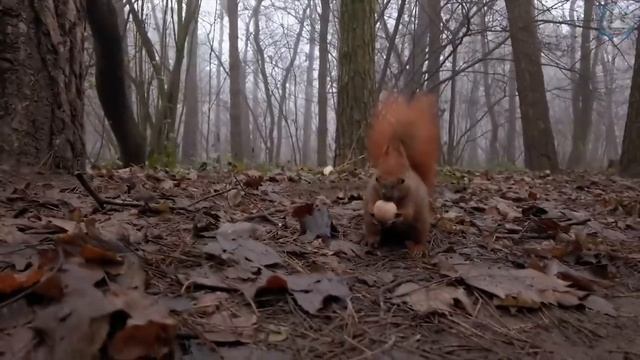 Белки троллят котов самые ловкие воришки в деле. смотреть онлайн