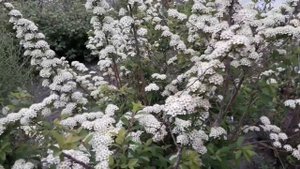 Спирея дубравколистная. Прекрасно растет в Сибири